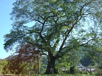 樹齢1000年以上のムクの巨木。霊気を感じます。