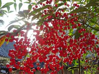 燃えるような赤、次の“サイクル”に向けて、しっかりと準備をしているような気がします。