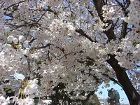 入園式に合わせて満開となった桜。今年も美しく咲きました。