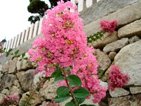 石垣の傍で、色鮮やかなピンク花を咲かせているサルスベリ。