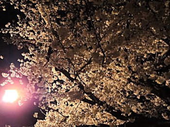 夜桜は昼間と一味違う雰囲気を、醸し出しています。